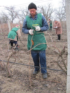 Херсонцы перечислили на развитие виноградников и садов 5,6 млн гривен