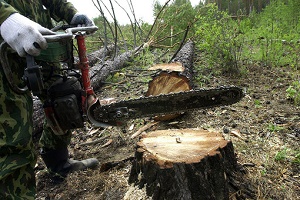Лесной браконьер, прикрывавшийся "Правым сектором", получил 3 года тюрьмы