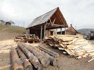 Сеть подпольных пилорам для переработки браконьерской древесины обнаружили на Херсонщине