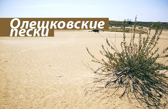 Фининспекторы выявили в нацпарке "Олешковские пески"
