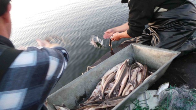 Инспекторы Херсонрыбохраны выловили в Днепре бесхозную сетку с рыбой на полтора миллиона гривен