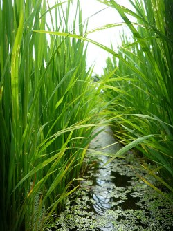 На Херсонщине увеличились посевы риса