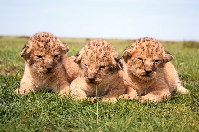В сафари-парке на Арабатке показали новорожденных львят