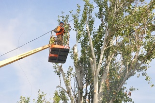 В Херсоне из-за обрезки деревьев не будут курсировать троллейбусы
