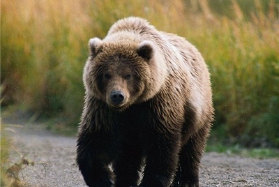 Сбежавший медведь в херсонском Гидропарке бродит по камышам