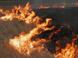 Херсонские спасатели сообщают о массовых возгораниях сухостоя