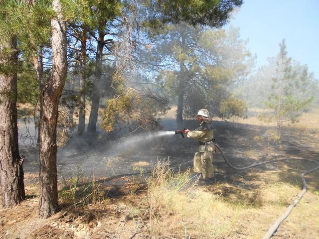 Под Голой Пристанью пожарные спасли лес от огня