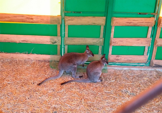 В сафари-парк на Арабатке привезли двух кенгурят