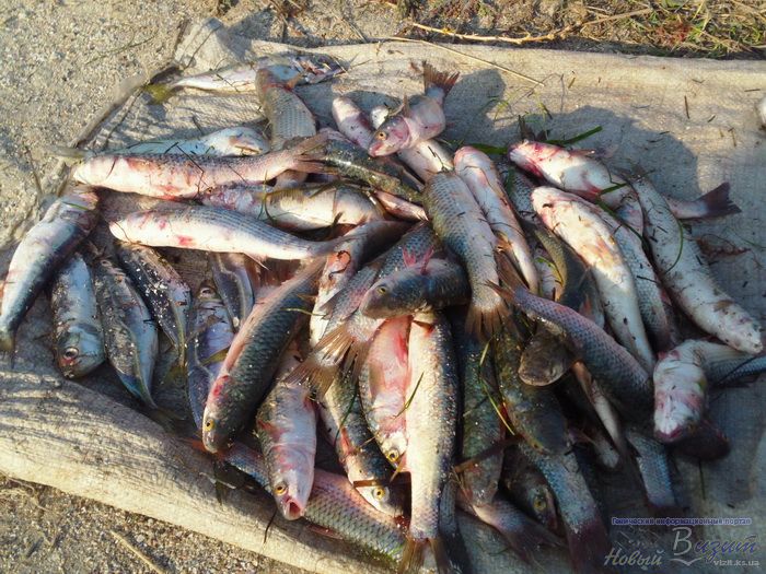 В Геническе пограничники задержали браконьеров с мальком пеленгаса на 50 тыс. грн.