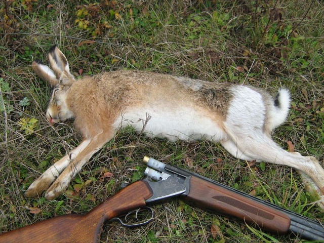 В Голопристанских лесах разрешена охота на зайца-русака