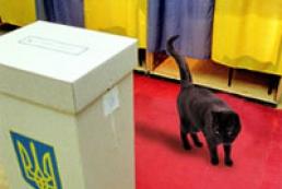 Кошка предсказала, кто победил на выборах в Херсоне