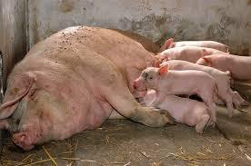 В мэрии Херсона рассказали, как будут бороться с африканской чумой свиней
