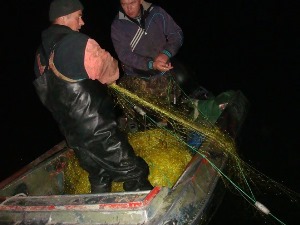 Новый закон о запрете промвылова рыбы может оставить без работы почти тысячу херсонцев