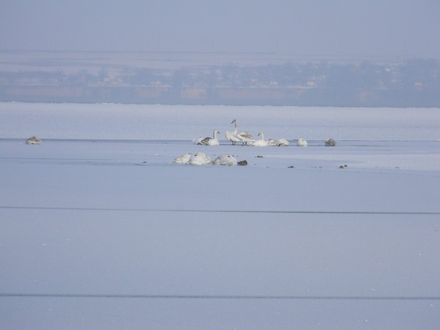Каховских спасателей вызывали спасать лебедей на льду