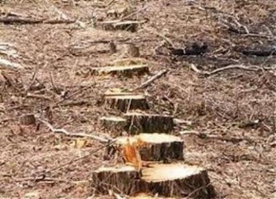 В лесополосе вдоль Каховского магистрального канала браконьеры спилили 72 дерева за один раз