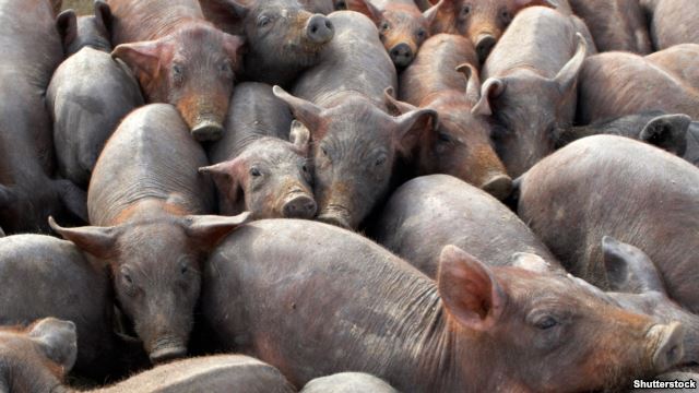 В крымском селе – вспышка африканской чумы свиней