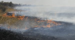 В Скадовске горят сухостои