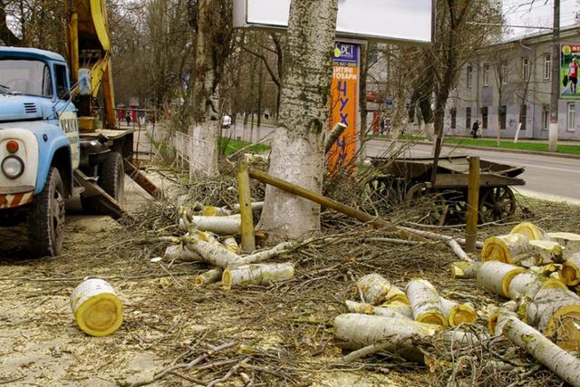 В центре Херсона массово уничтожают деревья