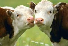 На Херсонщине с начала года сократилось поголовье скота