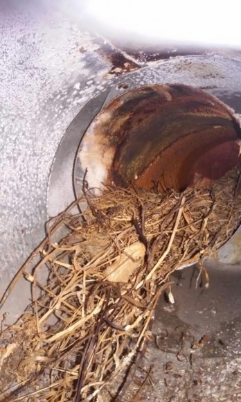 Из-за птичьего гнезда в вытяжной трубе едва не погибли двое людей