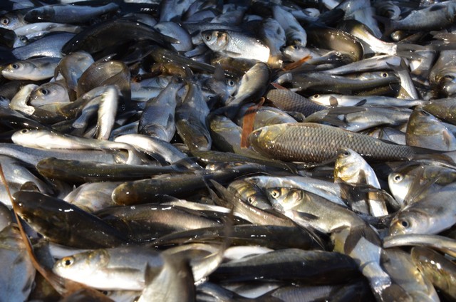 В Херсонрыбохране заявлют: запрет запретом, но рыба будет