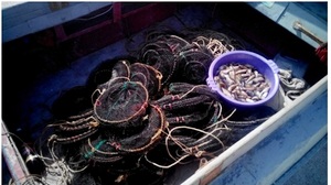 Пограничники изьяли у генического браконьера 20 кг улова