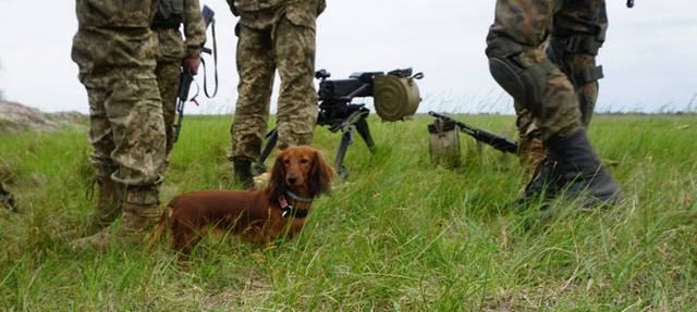 На полигоне под Казачьими Лагерями потерялась волонтерская собака