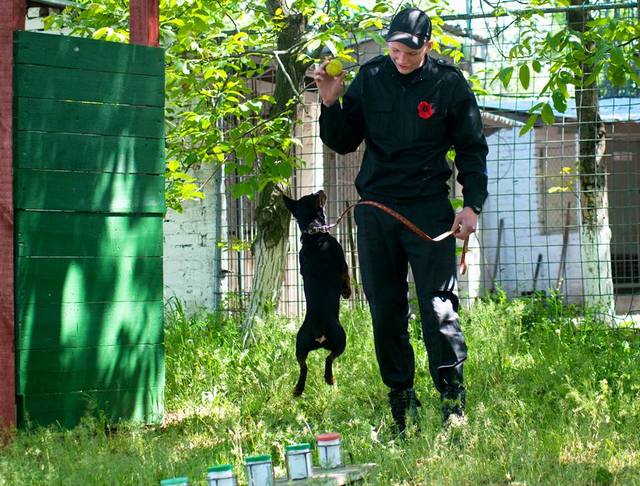 Собаки на границе помогли выявить почти полсотни нарушений