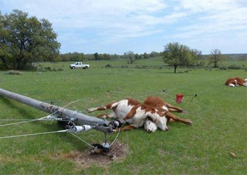 На Херсонщине от удара током погибли четыре коровы