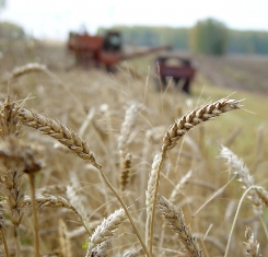 Урожай ранних зерновых на Херсонщине ожидается в объеме 1,6 млн. т