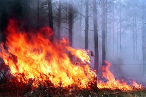 Завтра цюрупинские лесники расскажут, как обезопасить лес от пожаров