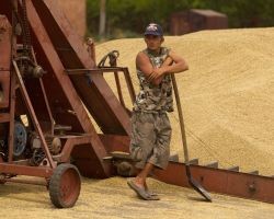 Херсонские аграрии уже продали Аграрному фонду 72,2 тыс. тонн зерна нового урожая
