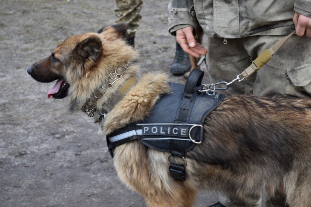 В кинологическом центре идет подготовка штурмовых собак для спецподразделения «КОРД»