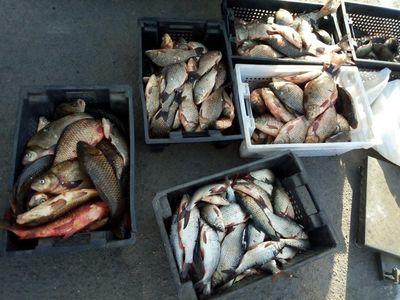 За неделю рыбоохранных патруль изъяли 363 кг рыбы