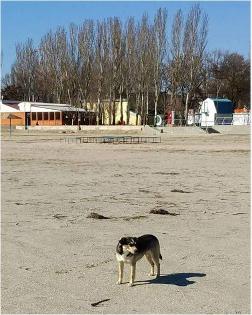 В Скадовске жалуются на агрессивных бездомных собак, что обитают на центральном пляже