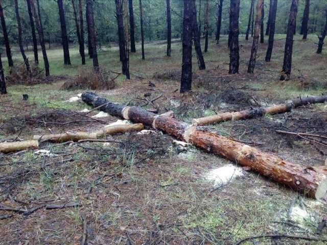 Вчера в Збурьевском лесничестве выявлено незаконную порубку сосны: браконьеры скрылись на внедорожнике