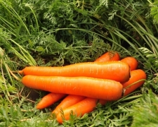 Какой будет цена на морковь нового урожая на Херсонщине