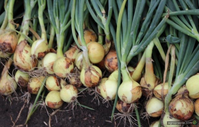 В Херсонской области убирают картофель, лук и морковь