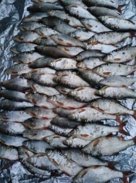 За один день выявили  4 браконьеров с уловом свыше 12 тыс. грн, - Херсонский рибпатруль