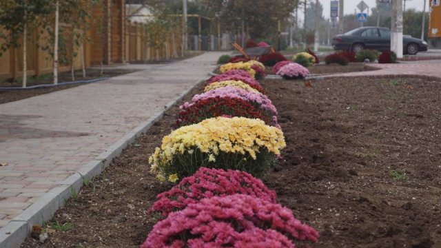 На Арабатке в парке посадили 150 кустов хризантем
