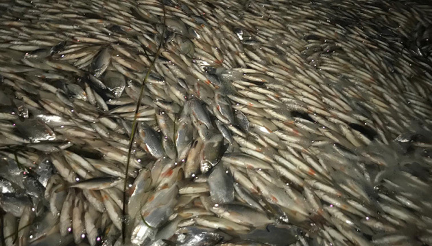 Гибель рыбы на Херсонщине: председатель ОГА не исключает диверсию