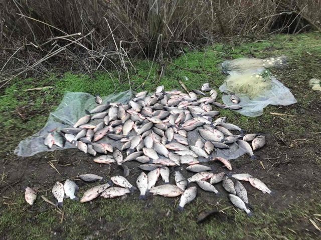 На берегу Збурьевского Кута задержан нарушителя с 54 кг рыбы