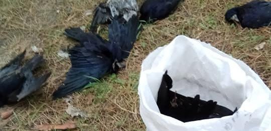 Жители Херсонщины сами убирают трупы птиц