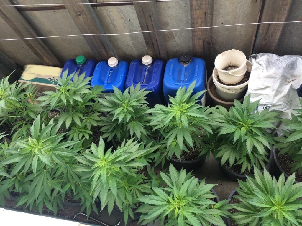 выращивание марихуаны уход в