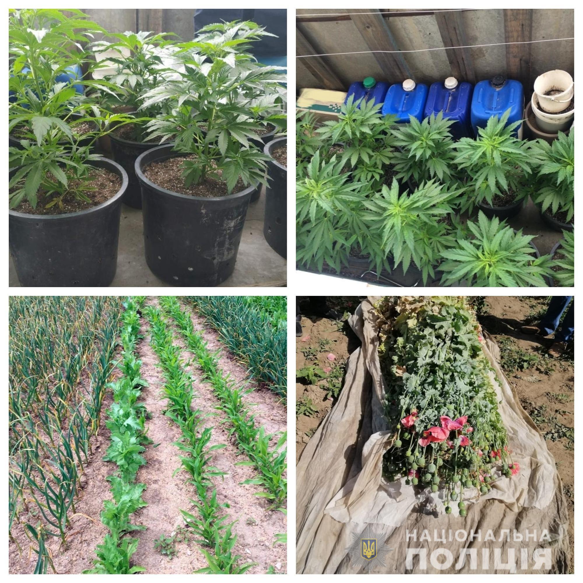 Расцветало поле конопли и мака как вырастить марихуану в доме