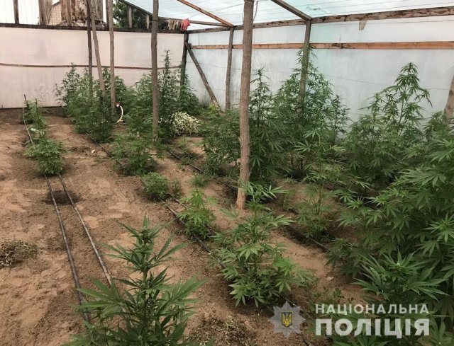 В Олешковском районе полицейские изъяли более 200 кустов конопли