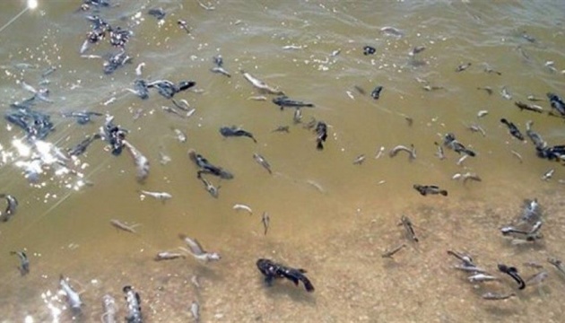 На Херсонщине зафиксировали массовый мор рыбы