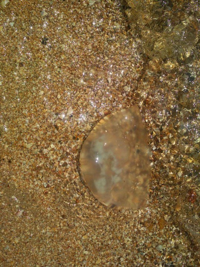 В Азовском море появились огромные медузы
