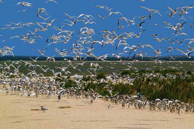 Погибших птиц искали еще в одном заповеднике в Херсонской