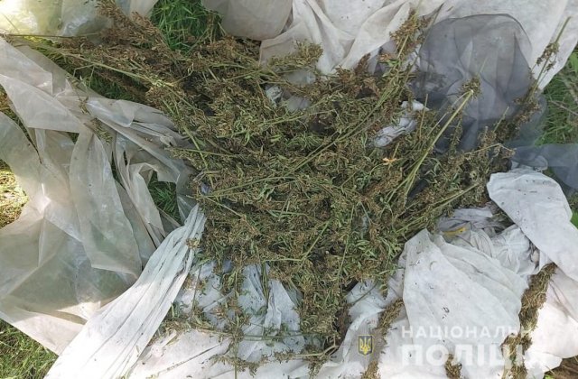 У жителя Казачьих Лагерей полиция изъяла 50 кустов конопли и 2,5 килограмма марихуаны